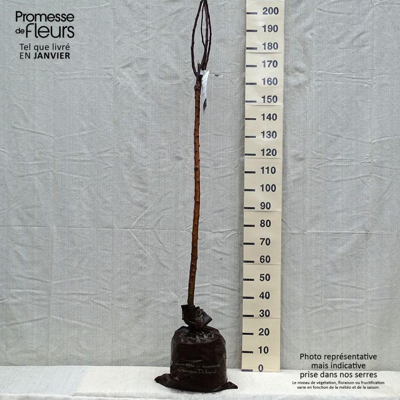 Pommier Rambour d'Hiver  Motte "Prêt-à-planter", Demi-Tige esemplare consegnato in inverno
