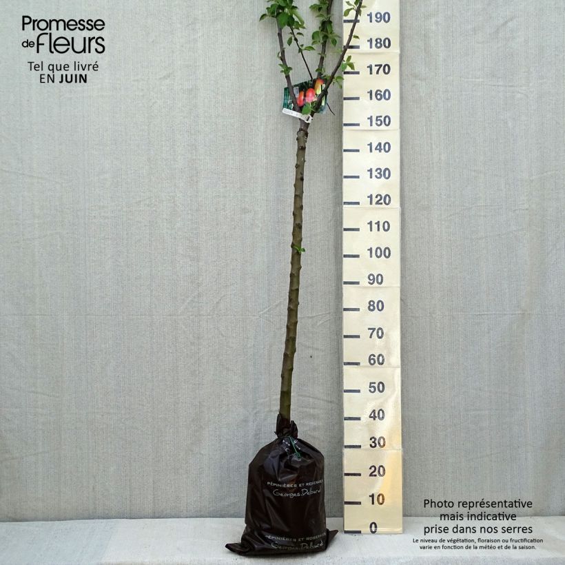 Melo Rambour d'Hiver Zolla 'Pronta da piantare', Vaso impalcato medio esemplare consegnato in primavera