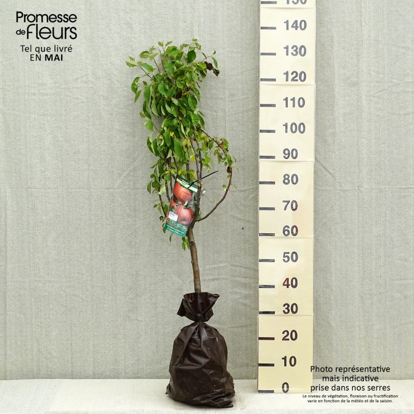 Melo Regali Zolla 'Pronta da piantare', Vasetto esemplare consegnato in primavera