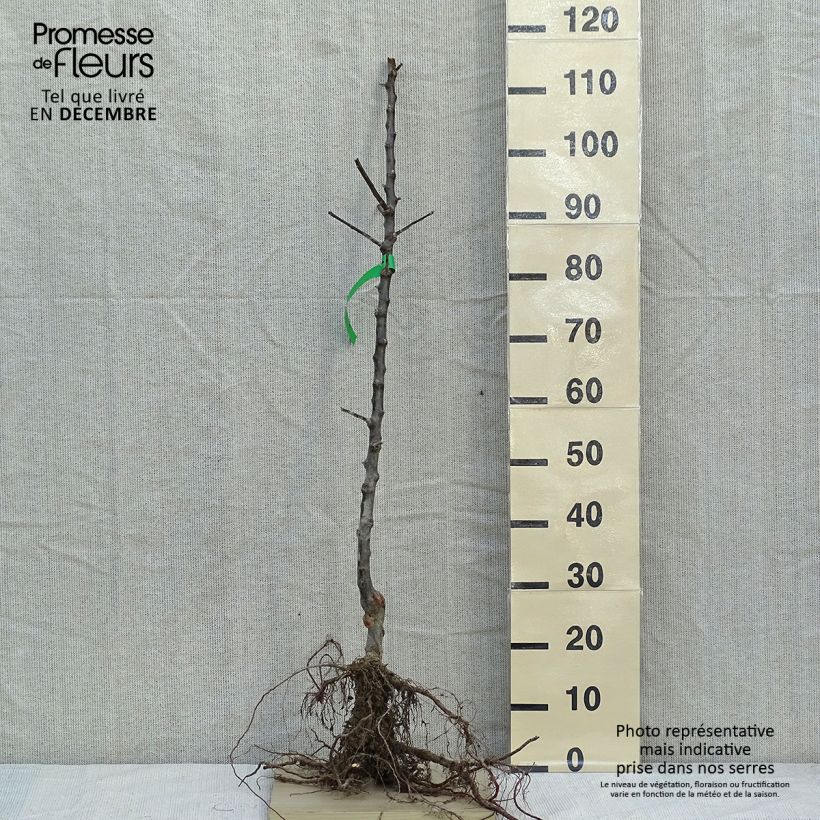 Melo Regina delle Renette Bio Piante grandi a radice nuda, Astone esemplare consegnato in inverno