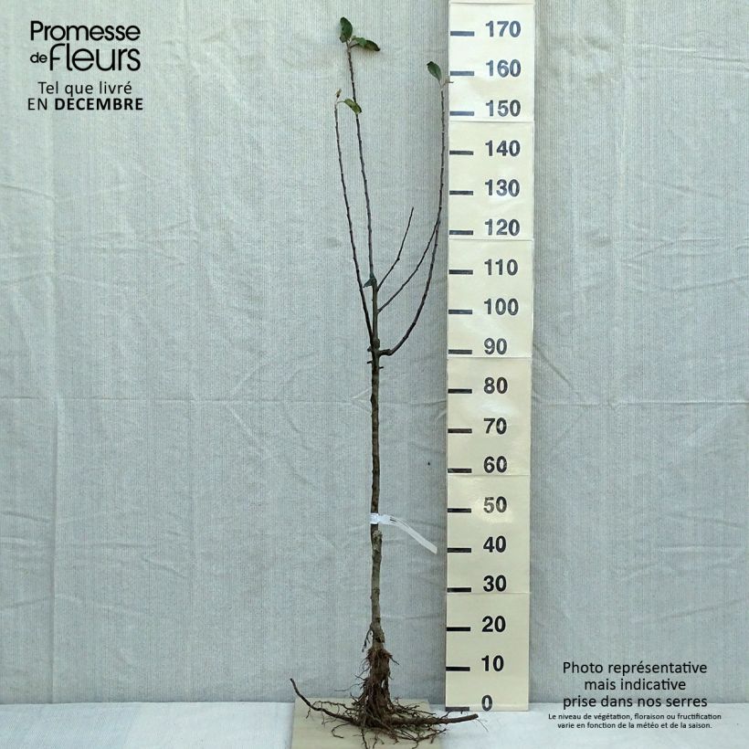 Melo Regina delle Renette Piante grandi a radice nuda, Vasetto esemplare consegnato in inverno