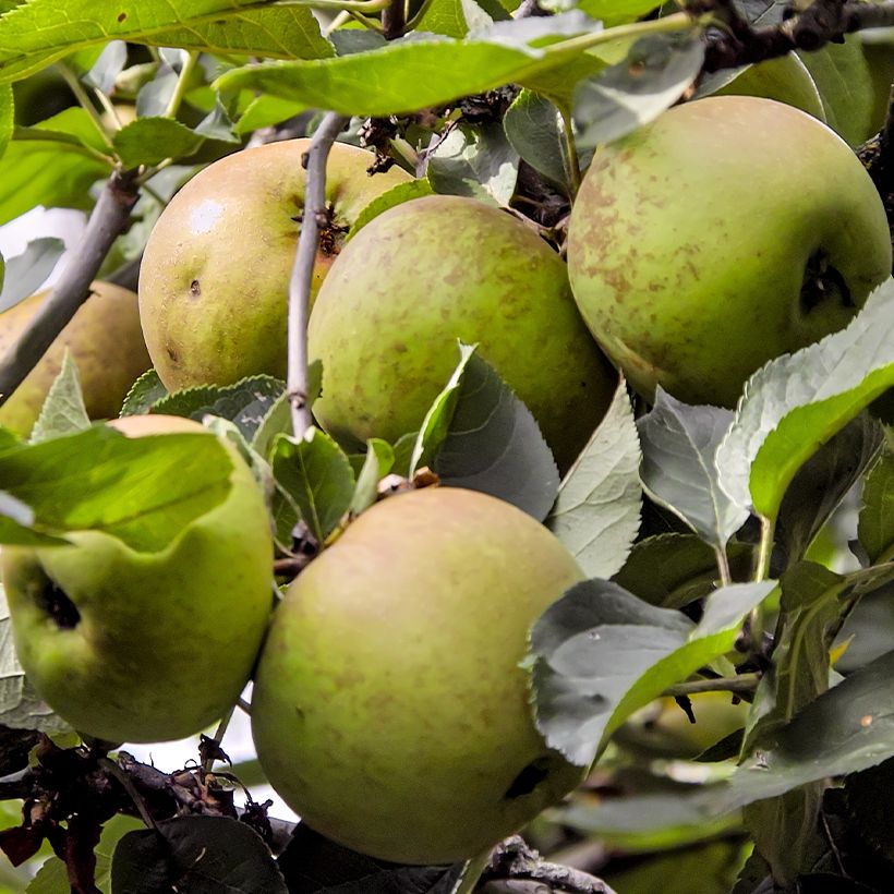 Melo Regina biancha de Chatellerault (Raccolta)