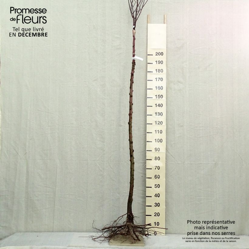 Melo Renetta dalla Francia Piante grandi a radice nuda, Vaso impalcato alto esemplare consegnato in inverno