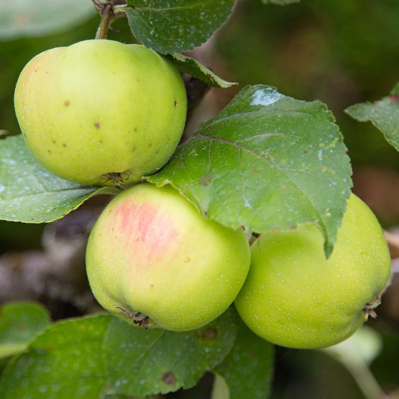 Melo Renetta di Anjou Bio (Raccolta)