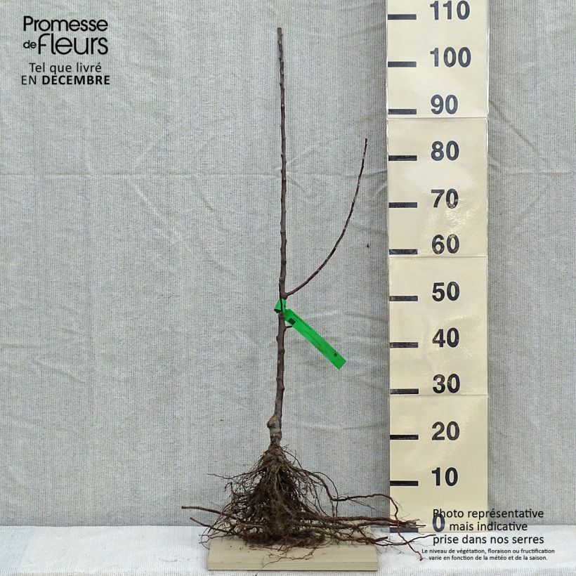 Melo Renetta di Anjou Bio Piante grandi a radice nuda, Astone esemplare consegnato in inverno