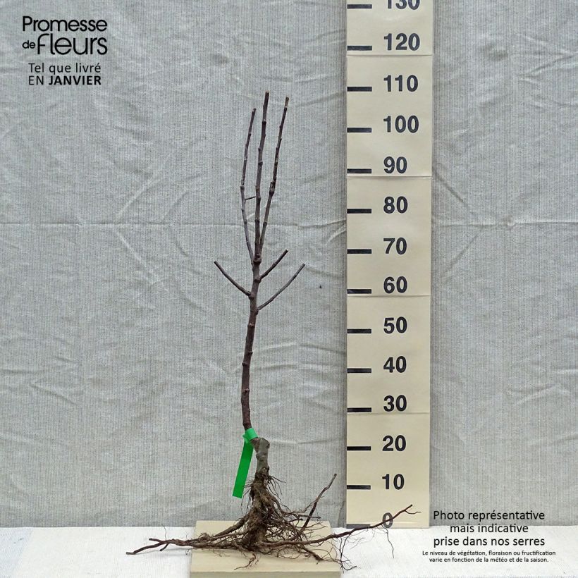 Melo Reinette d'Armorique Piante grandi a radice nuda, Astone esemplare consegnato in inverno