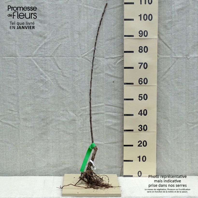 Melo Renetta del Canada Bio Piante grandi a radice nuda, Astone esemplare consegnato in inverno