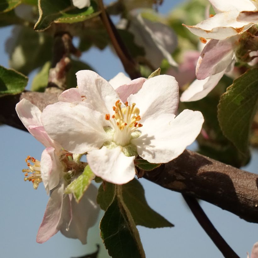 Melo Renetta del Canada (Fioritura)