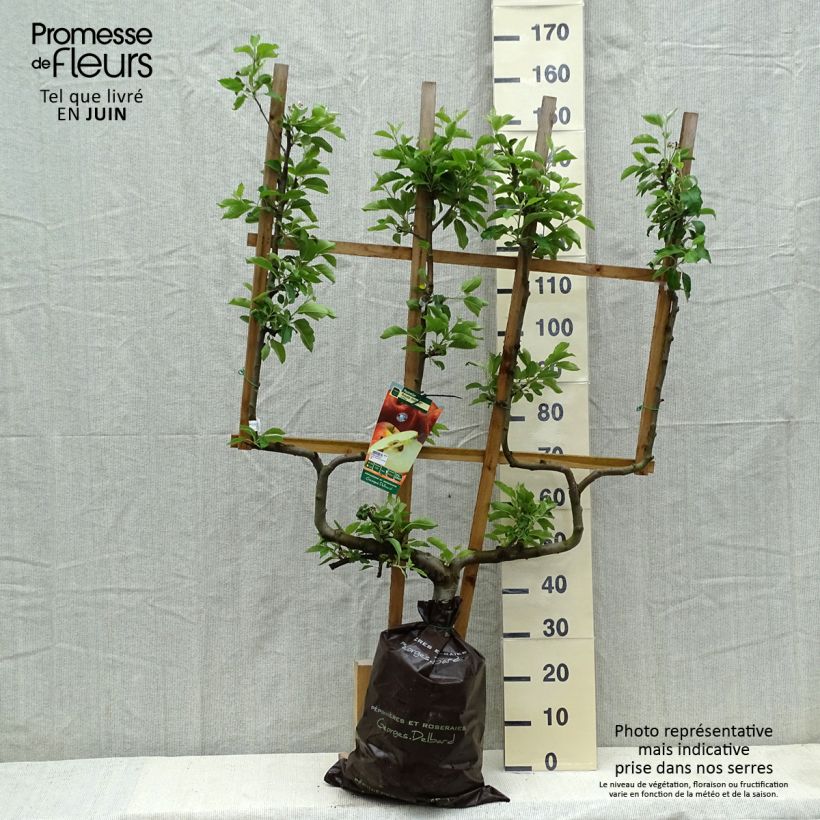 Example of Melo Royale Delbard delfloga Zolla 'Pronta da piantare', Palmetta a doppia U as you get in printemps