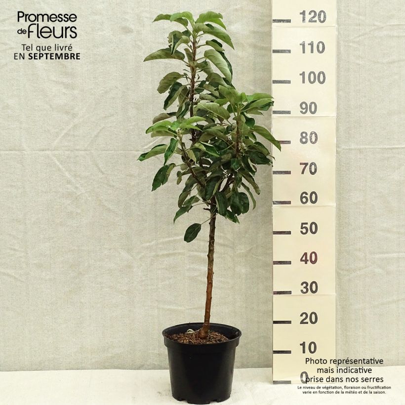 Esemplare di Melo colonnare Sonate cov Vaso da 7,5L/10L, Colonnare come consegnato in autunno