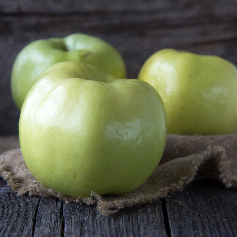 Melo Transparente bianca (Raccolta)