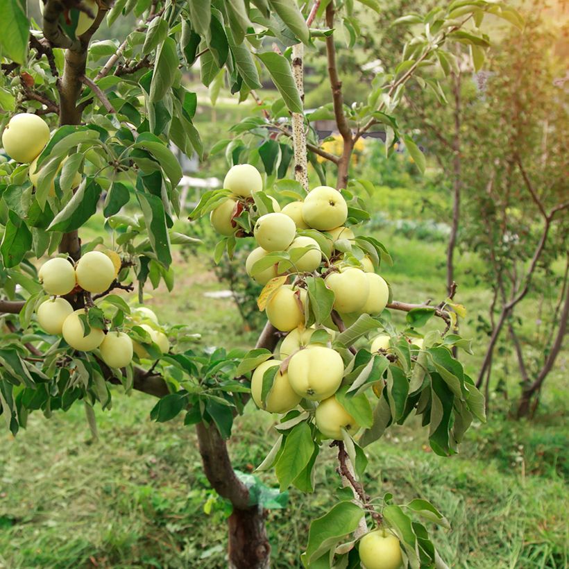 Melo Transparente bianca (Porto)