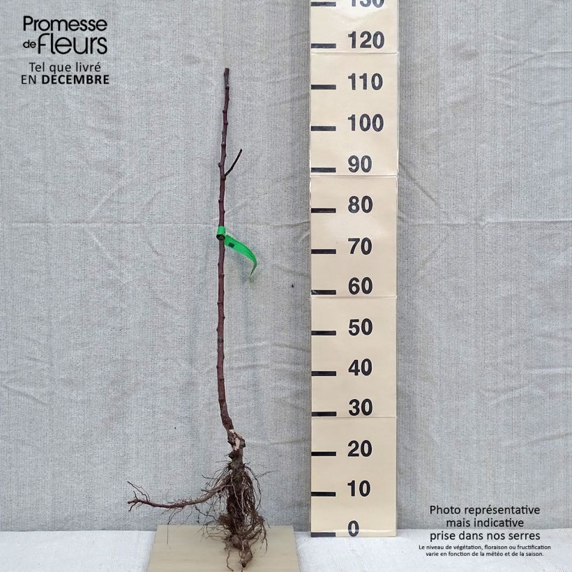 Melo Transparente di Croncels Bio Piante grandi a radice nuda, Astone esemplare consegnato in inverno