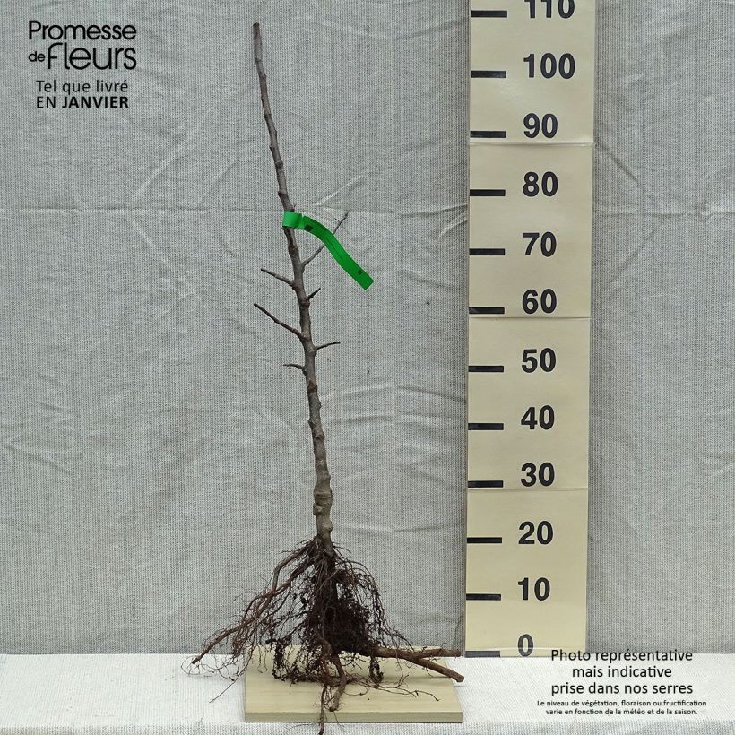 Melo Winston Bio Piante grandi a radice nuda, Astone esemplare consegnato in inverno