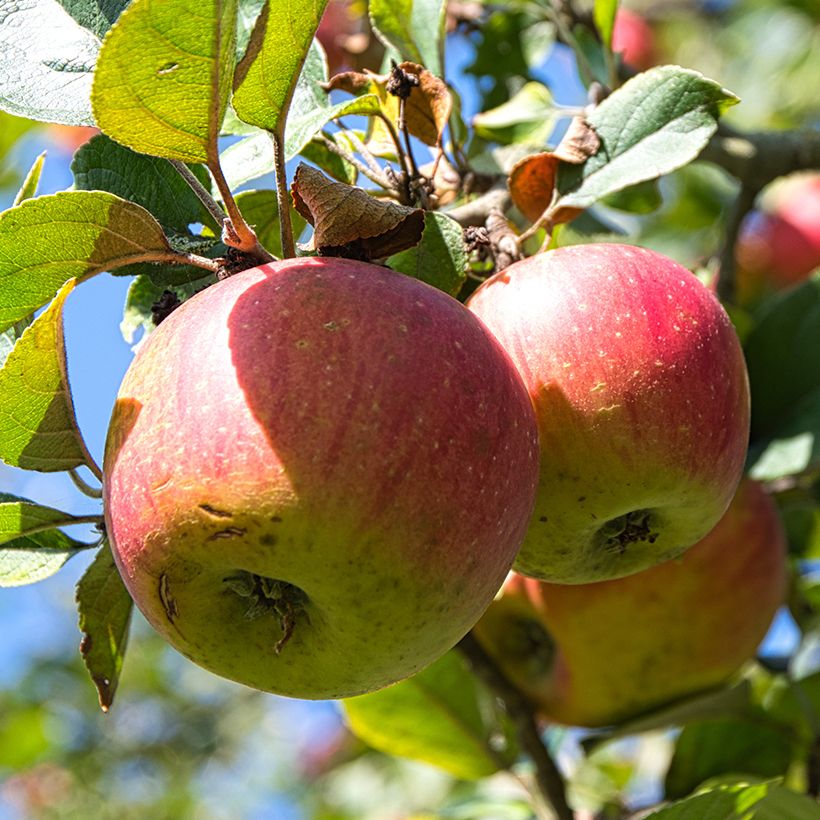 Melo Winston Bio (Raccolta)