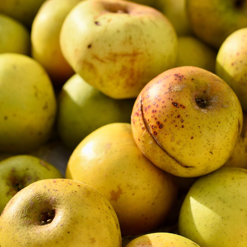 Melo Douce Coët Ligné (Raccolta)