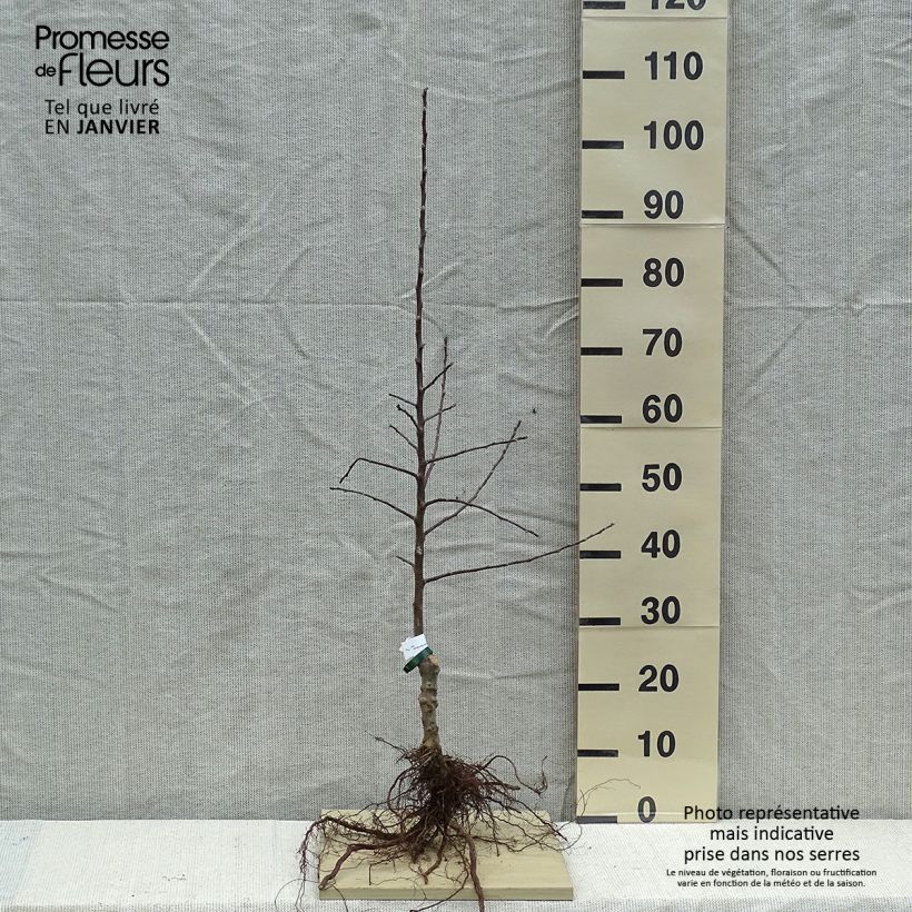 Melo Douce Moën Piante grandi a radice nuda, Astone esemplare consegnato in inverno