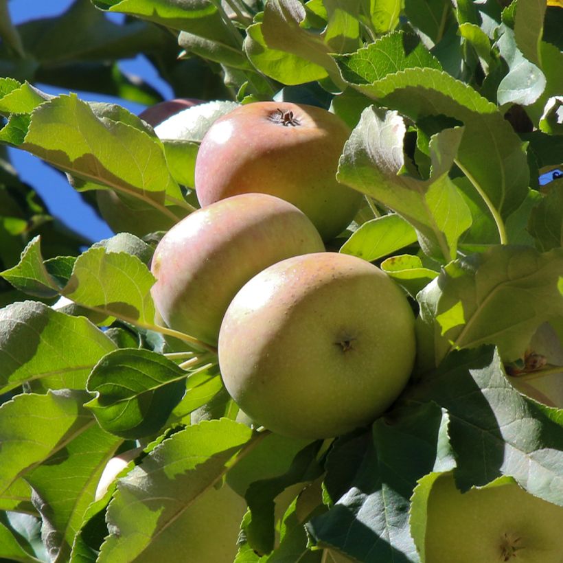 Melo Locard vert (Raccolta)