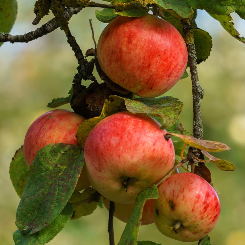 Melo Marie Ménard (Raccolta)