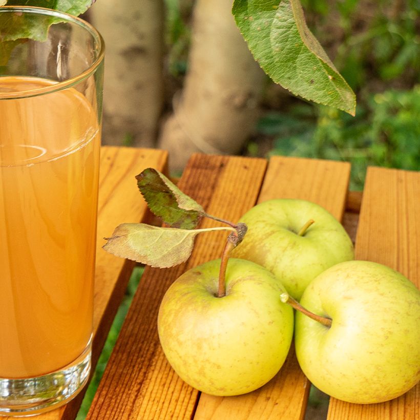 Melo Petit Jaune (Raccolta)