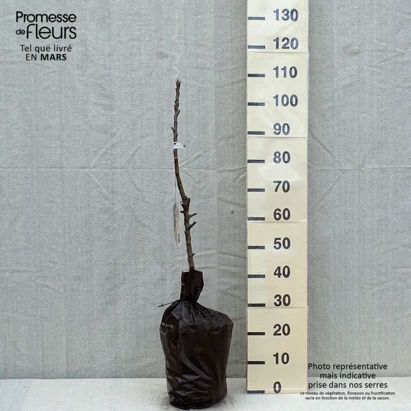 Melo colonnare Amboise Delcogra Zolla 'Pronta da piantare', Colonnare esemplare consegnato in primavera