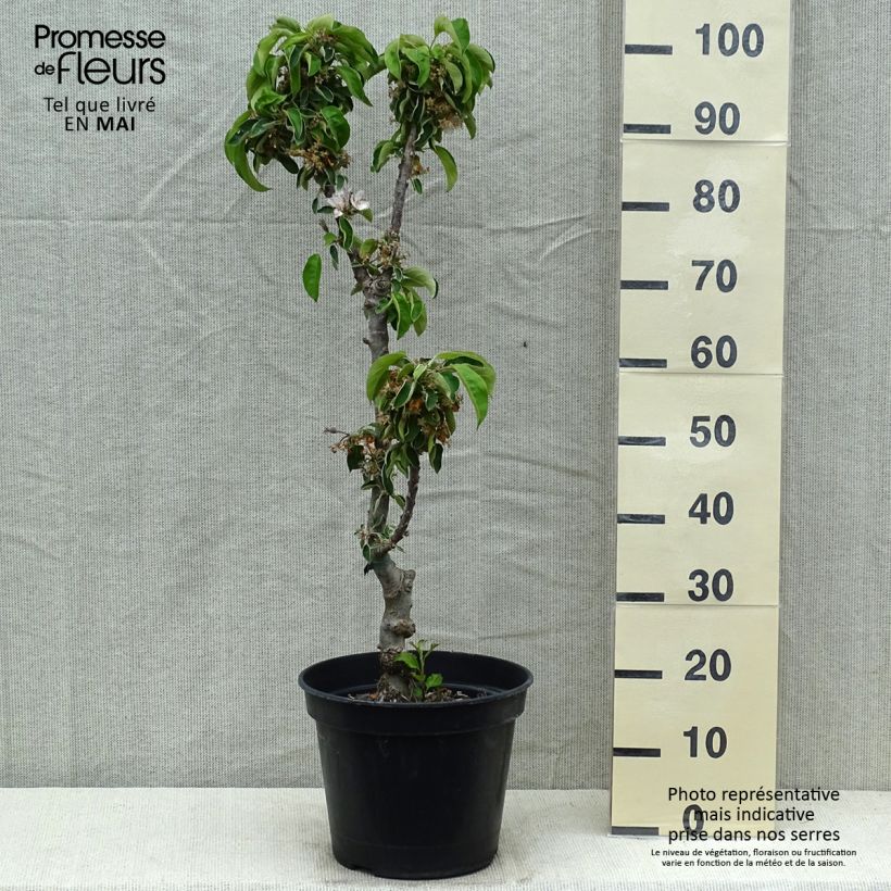 Melo colonnare Ballerina Valse Vaso da 7,5L/10L, Colonnare esemplare consegnato in primavera