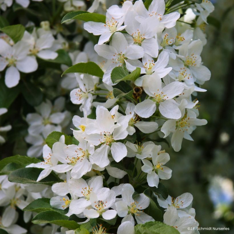 Pommier d'ornement - Malus Ivory Spear (Fioritura)