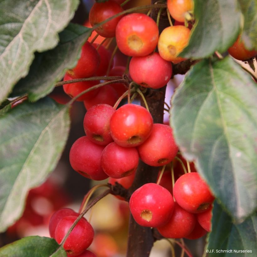 Pommier d'ornement - Malus Ivory Spear (Raccolta)