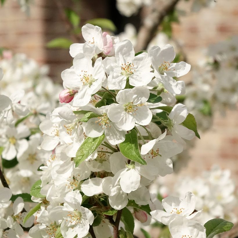 Malus Evereste 'Perpetu' - Melo da fiore (Fioritura)