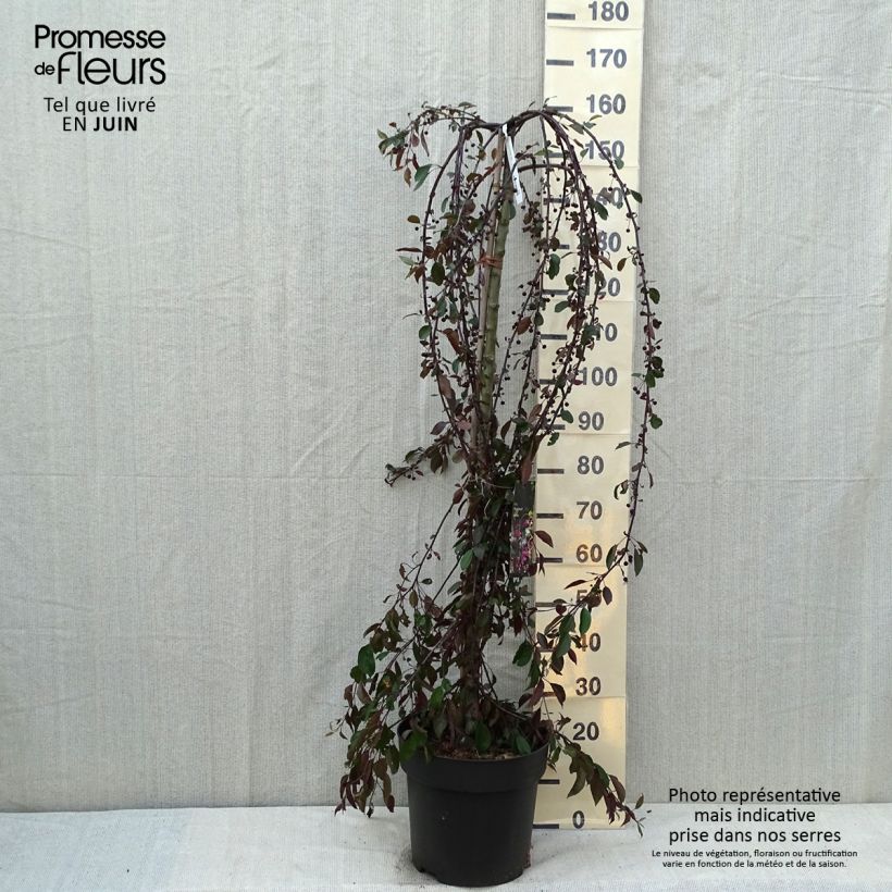 Esemplare di Malus Royal Beauty - Melo da fiore Vaso da 7,5L/10L, Vaso impalcato consegnato in estate