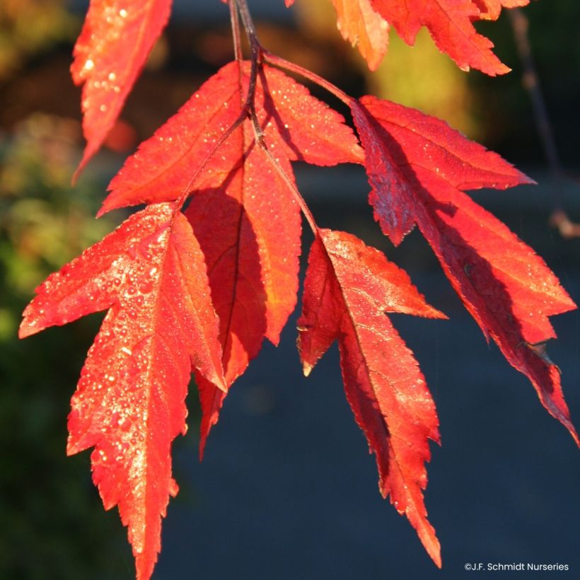 Pommier d'ornement - Malus Royal  Raindrops (Fogliame)