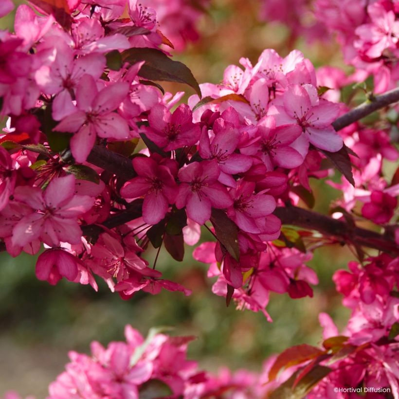 Pommier d'ornement - Malus Royal  Raindrops (Fioritura)