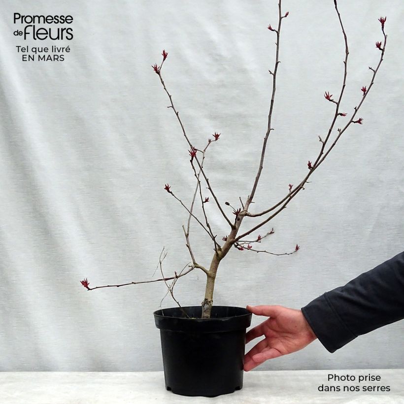 Malus Rudolph - Melo da fiore Vaso da 4L/5L esemplare consegnato in inverno
