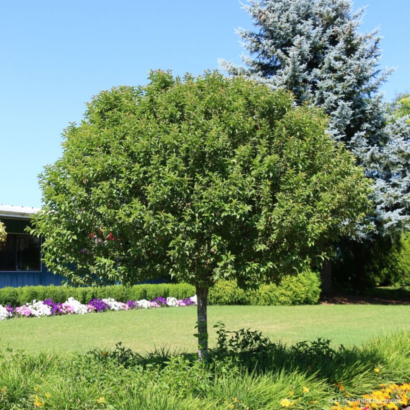 Pommier d'ornement - Malus JFS Sparkling Sprite (Porto)