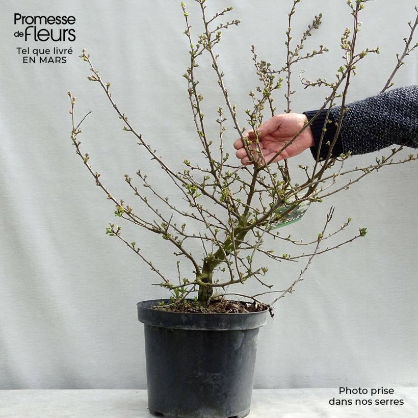 Malus toringo var. sargentii Tina - Melo da fiore Vaso da 7,5L/10L esemplare consegnato in inverno