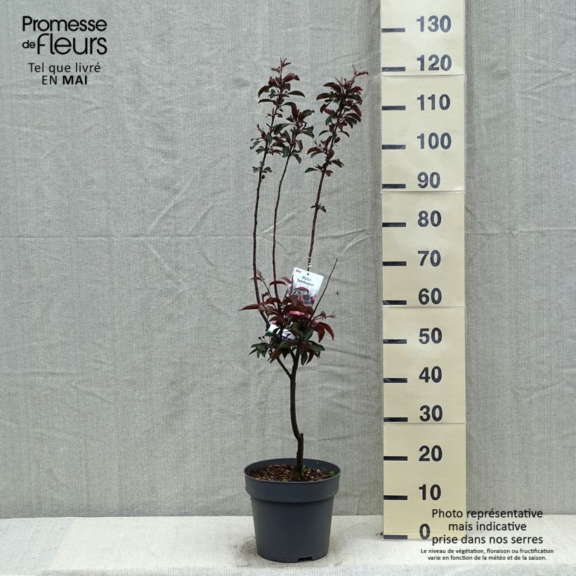 Malus Dark Rosaleen - Melo da fiore Vaso da 6L/7L esemplare consegnato in primavera