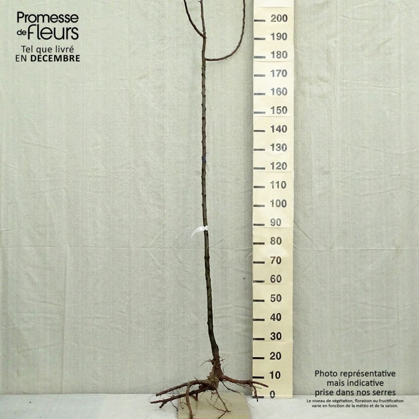 Malus Golden Hornet - Melo da fiore Piante grandi a radice nuda, Vaso impalcato esemplare consegnato in inverno