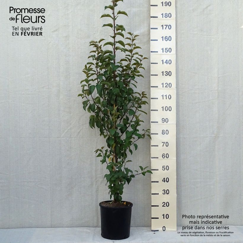 Esemplare di Malus Evereste 'Perpetu' - Melo da fiore Vaso da 6L/7L, A cespuglio come consegnato in autunno
