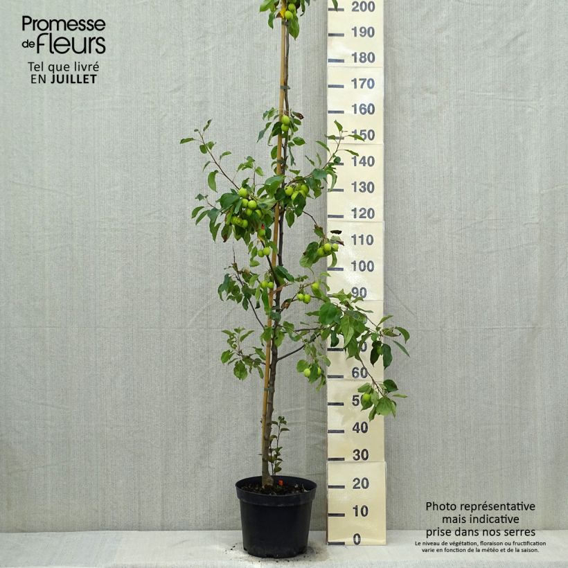 Esemplare di Malus Evereste 'Perpetu' - Melo da fiore Vaso da 6L/7L, A cespuglio consegnato in estate