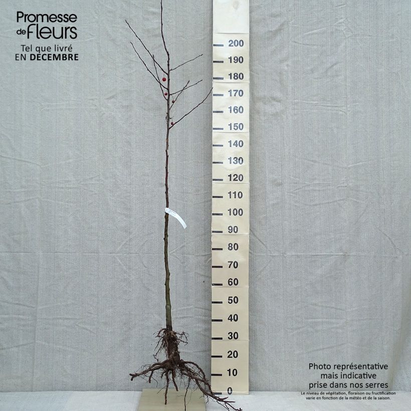 Malus Evereste 'Perpetu' - Melo da fiore Piante piccole a radice nuda, Vaso impalcato medio esemplare consegnato in inverno