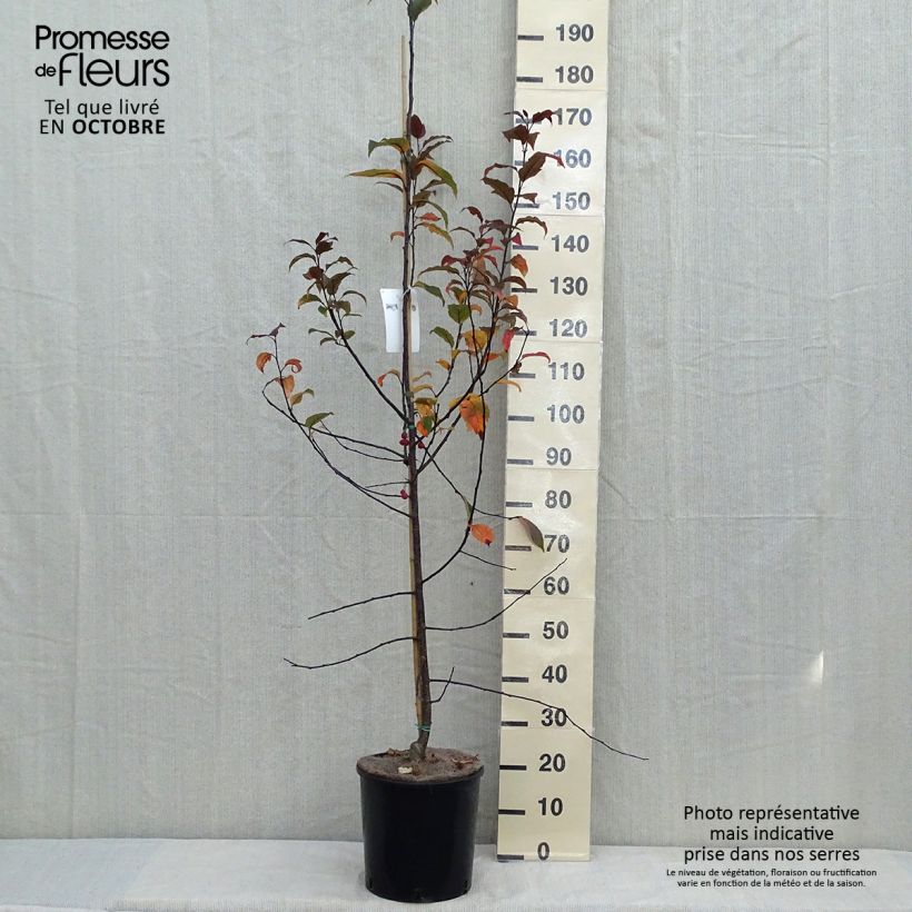 Esemplare di Pommier d'ornement - Malus Prairiefire Pot de 12L/15L, Baliveau come consegnato in autunno