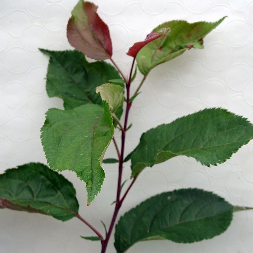 Malus Red Obelisk - Melo da fiore (Foliage)
