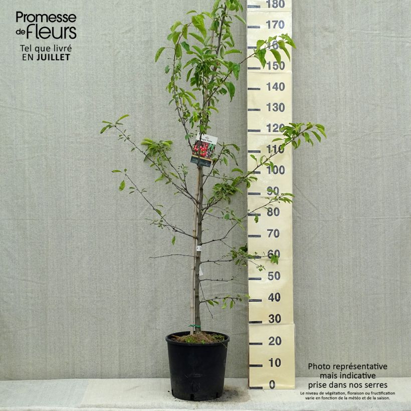 Esemplare di Malus Sugar Tyme - Melo da fiore Vaso da 12L/15L, Vaso impalcato consegnato in estate