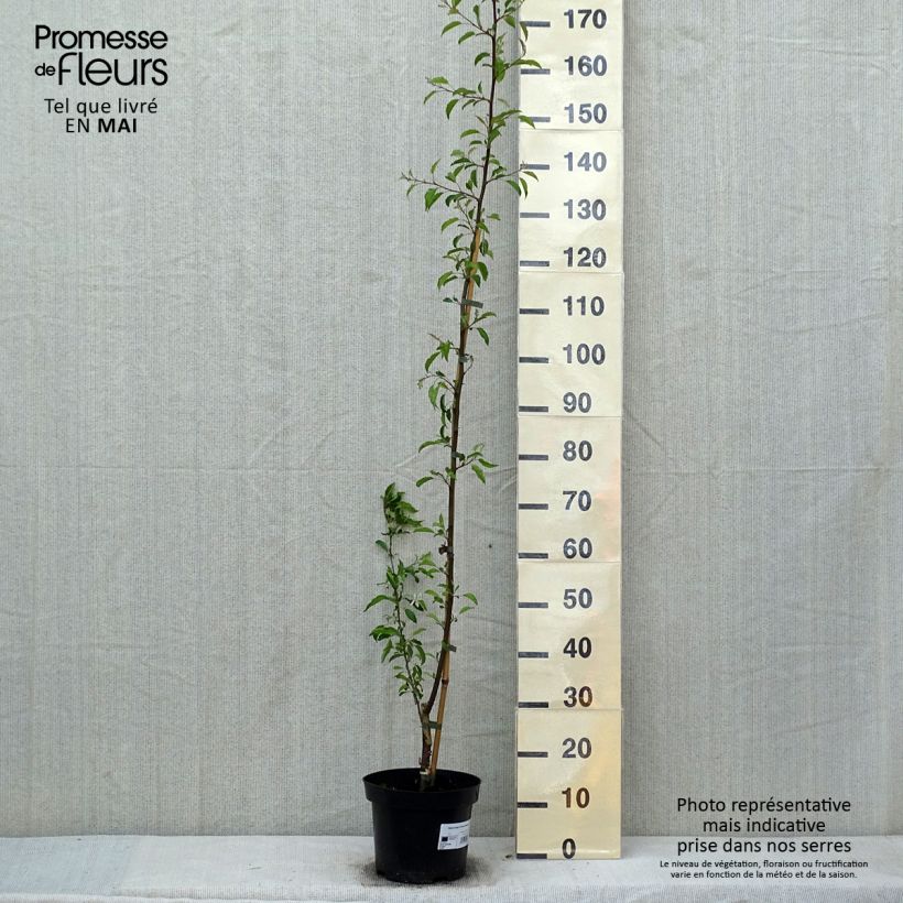 Example of Malus toringo Brouwers Beauty - Melo da fiore Vaso da 4L/5L as you get in printemps