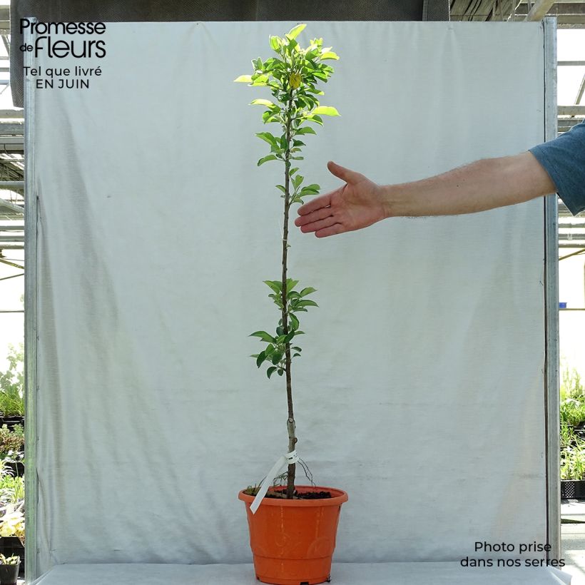 Esemplare di Melo nano Garden Sun Red Vaso da 6L/7L, Vaso impalcato basso consegnato in estate