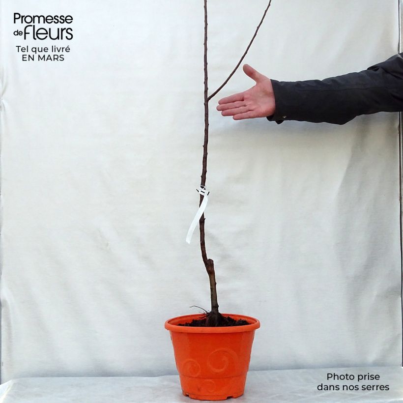 Example of Melo nano Garden Sun Red Vaso da 6L/7L, Vaso impalcato basso as you get in printemps