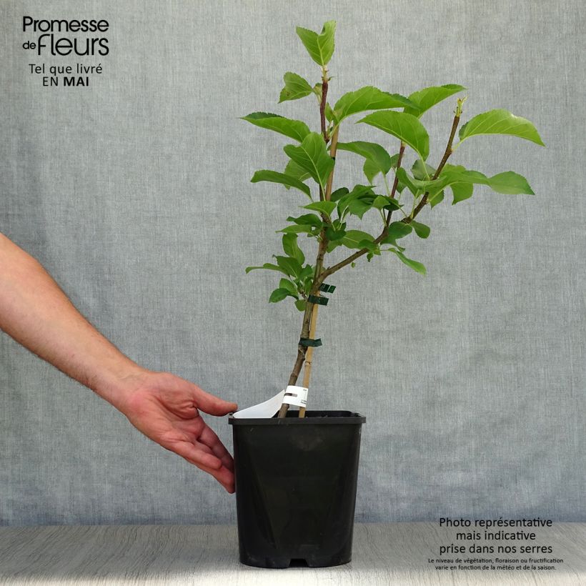 Melo nano Fruit Me Apple Me Yellow Golden Vaso da 4L/5L, Nano esemplare consegnato in primavera