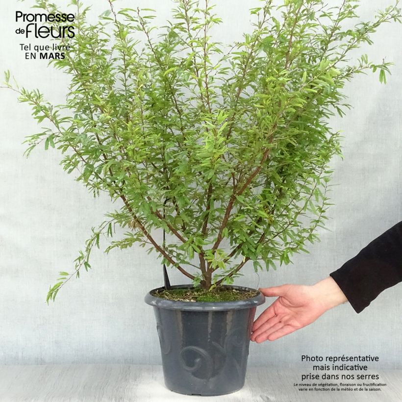 Example of Calliandra surinamensis Vaso da 7,5L/10L as you get in printemps