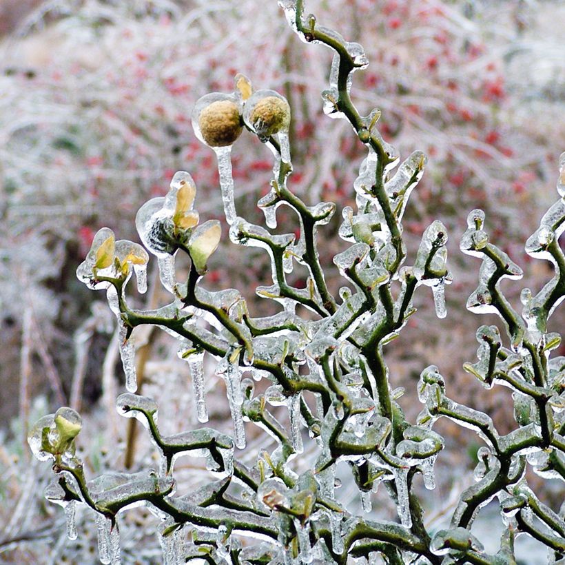 Poncirus trifoliata Flying Dragon - Arancio trifogliato (Porto)