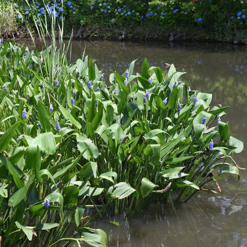 Pontederia cordata (Plant habit)